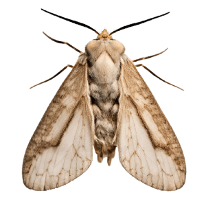traca-mariposa-moth-nservicos-praga-removebg-preview